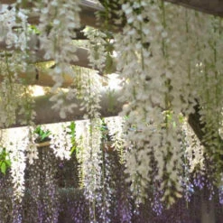 Glycine Blanche Sur Tige 12 Glycine Blanche Sur Tige -Promos Arbozine Boutique w70026 3832370f 6ddc 4cfb ae24 7162b4974cd7 1700060216008