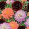6 Dahlias En Mélange -Promos Arbozine Boutique wil 103873 2