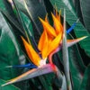 Oiseau Du Paradis Strelitzia -Promos Arbozine Boutique wil 106879 4 1702998072054