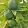 Citronnier Limettier -Promos Arbozine Boutique wil 107111 3