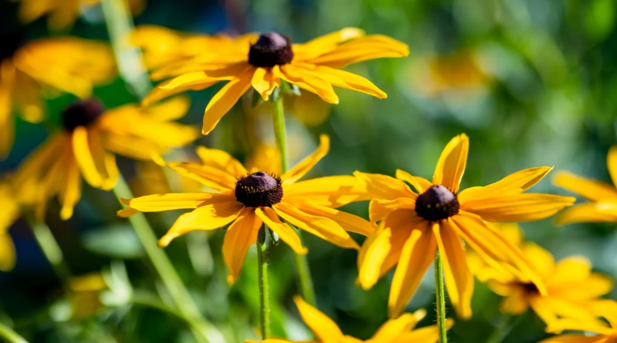 Promos Arbozine Boutique -Promos Arbozine Boutique perenial